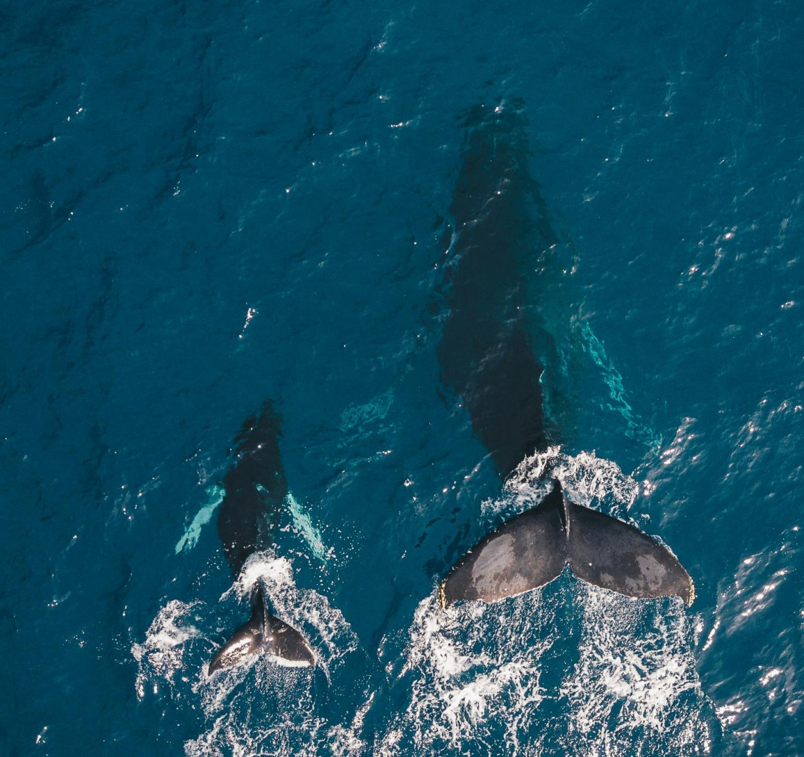 Нормотворческие планы ИМО 2026: защита окружающей среды