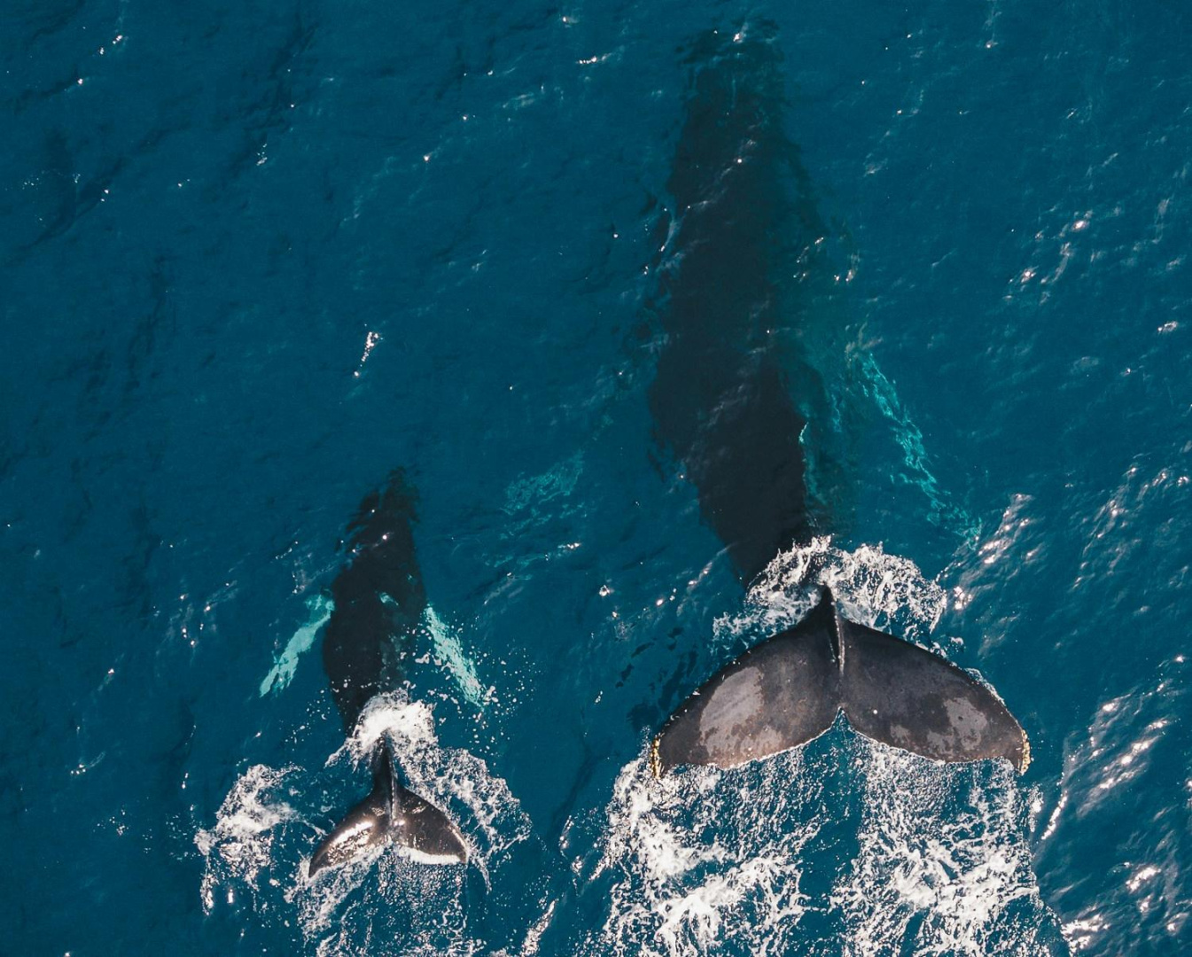 IMO Regulatory Agenda 2026: Environmental Protection