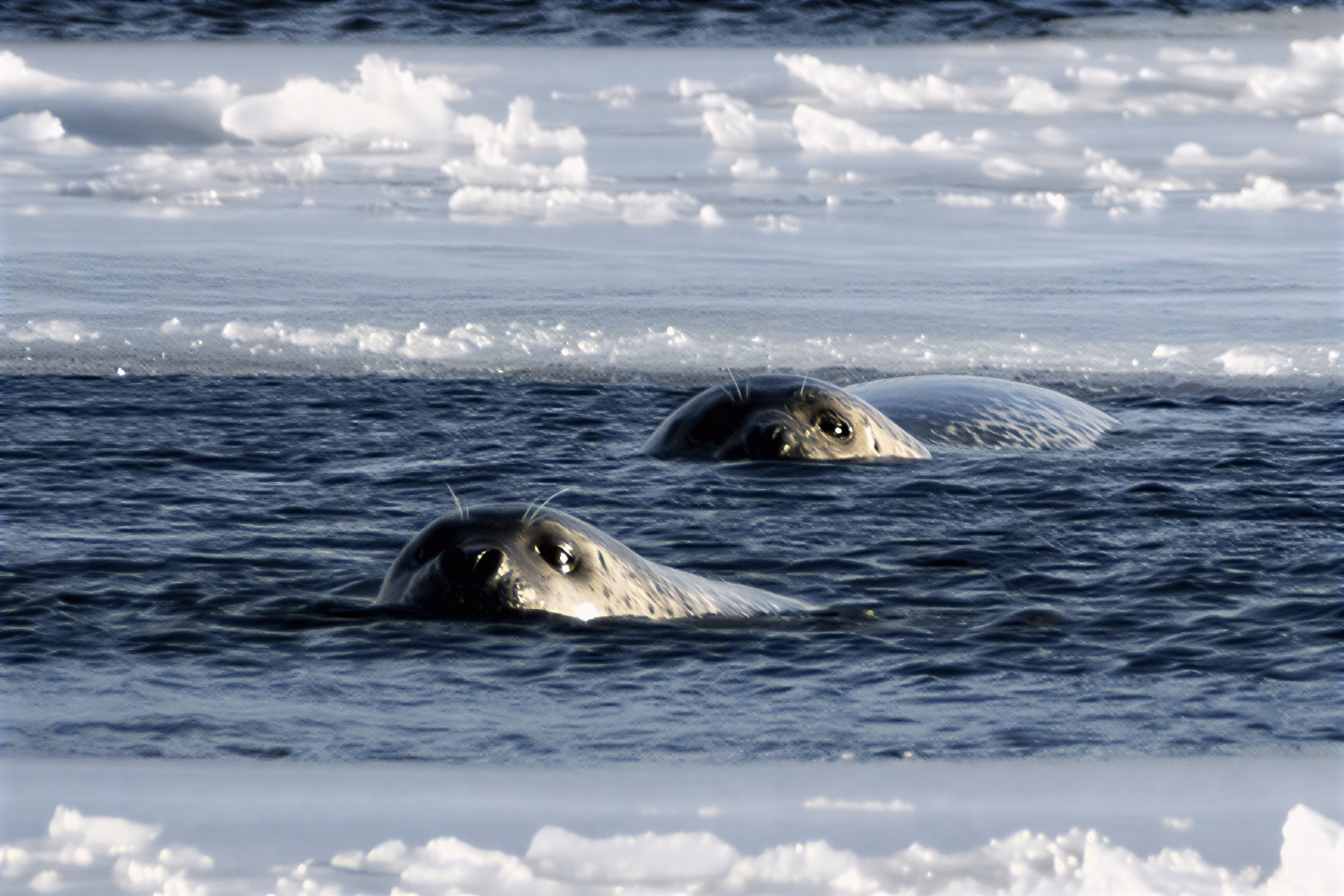 Анонс участия РС в работе КЗМС 84