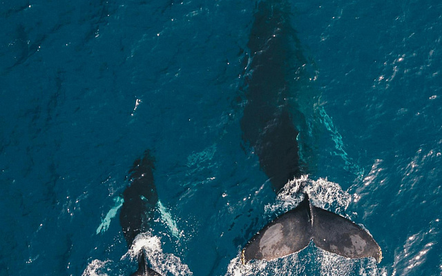 Нормотворческие планы ИМО 2026: защита окружающей среды