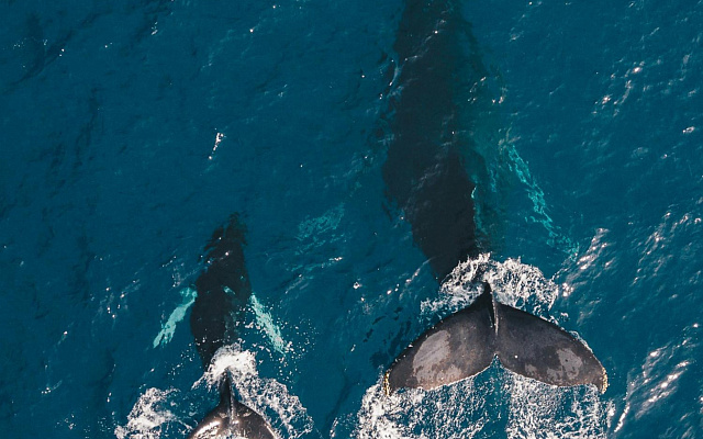 IMO Regulatory Agenda 2026: Environmental Protection