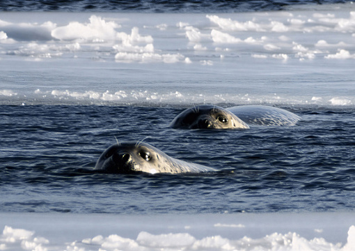 Анонс участия РС в работе КЗМС 84