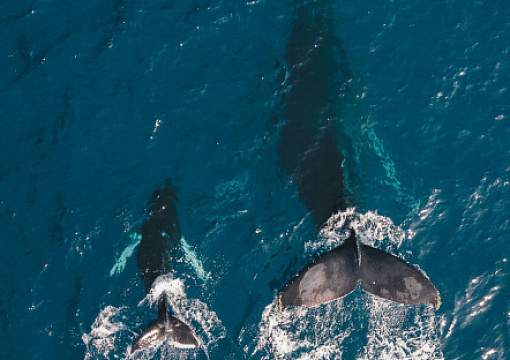 IMO Regulatory Agenda 2026: Environmental Protection