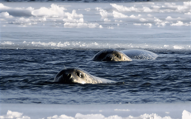 RS to take part in MEPC 84