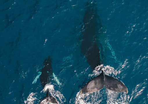 Нормотворческие планы ИМО 2026: защита окружающей среды